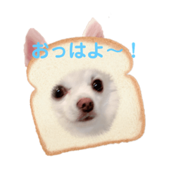[LINEスタンプ] チワワのラブ❤️のきぐるみ
