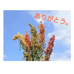[LINEスタンプ] みれっと