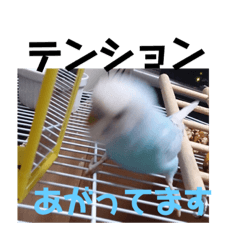[LINEスタンプ] うちの鳥達