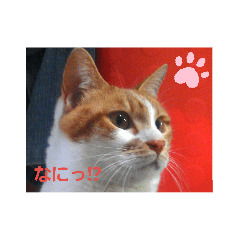 [LINEスタンプ] うちのねこズ！