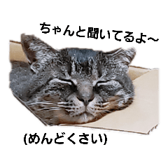 [LINEスタンプ] 猫になりたい。