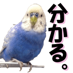 [LINEスタンプ] インコのくぅちゃん