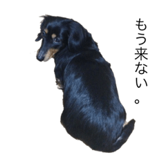 [LINEスタンプ] 我が家の小雪(故犬)
