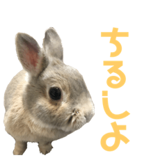 [LINEスタンプ] りんちゃんとちるしよ