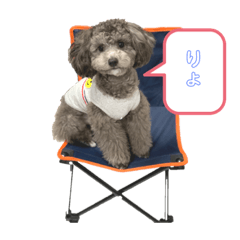 [LINEスタンプ] トイプーぱーるの日常連絡3