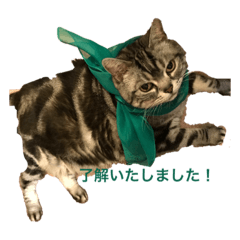 [LINEスタンプ] にゃにゃこ日常