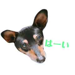[LINEスタンプ] ミニピンけりーくん