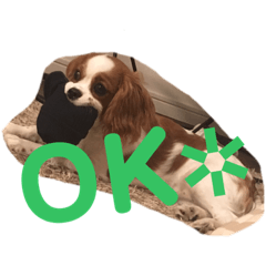 [LINEスタンプ] のあけん