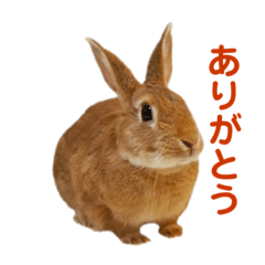 [LINEスタンプ] うさぎのまさお