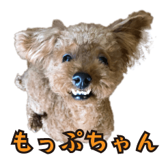 [LINEスタンプ] 我が家に可愛いモップちゃん