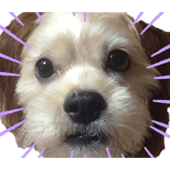 [LINEスタンプ] 愛犬ときどき愛猫