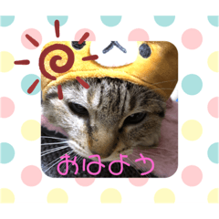 [LINEスタンプ] 猫のしーさん