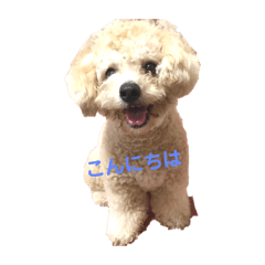 [LINEスタンプ] ビションプーのぽん吉スタンプ