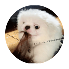 [LINEスタンプ] 犬 好きのためのスタンプ  ペキニーズ