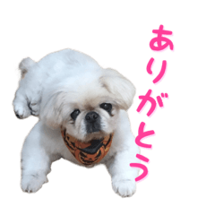[LINEスタンプ] ペキニーズ ひめ＆さくら