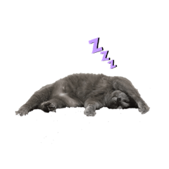[LINEスタンプ] 可愛いmy cat