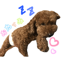 [LINEスタンプ] I am toypoodle！