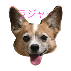 [LINEスタンプ] ラッセルくんの使えるスタンプ