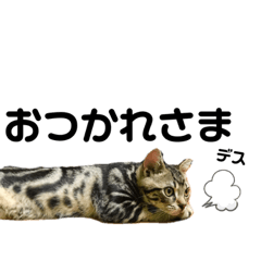 [LINEスタンプ] 我が家のごまちゃん(よく使う言葉編)