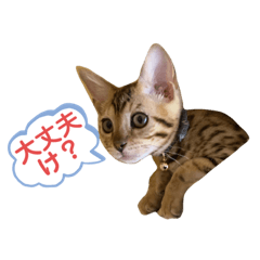 [LINEスタンプ] 遠州弁しゃべるベンガル猫