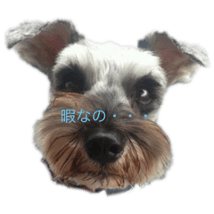 [LINEスタンプ] 使えるシュナウザー