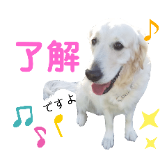 [LINEスタンプ] 英国ゴールデン女子 ブランのスタンプ1