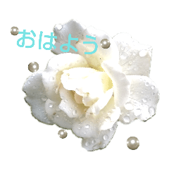 [LINEスタンプ] Pearl Rose