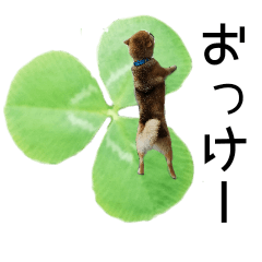[LINEスタンプ] 柴犬『ちくわ』の幸せ葉っぱスタンプ