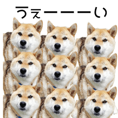 [LINEスタンプ] 柴犬『ちくわ』スタンプ