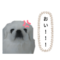 [LINEスタンプ] レオン＆シェリー《ペキニーズ》2