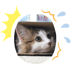 [LINEスタンプ] レオンスタンプ5