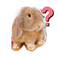 [LINEスタンプ] わが家のレオ