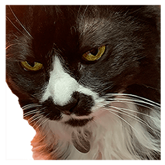 [LINEスタンプ] 地獄猫アバスさん
