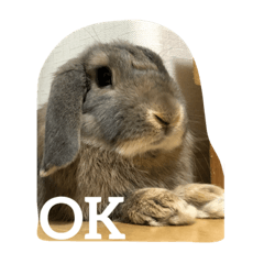 [LINEスタンプ] うさぎ2018