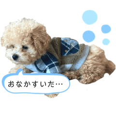 [LINEスタンプ] チャタスタンプ