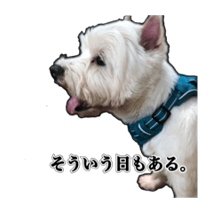 [LINEスタンプ] 愛犬だんちん！！！！
