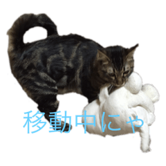 [LINEスタンプ] アンの日常にゃ