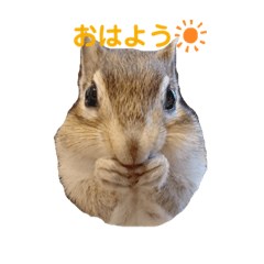 [LINEスタンプ] シマリスのしまちゃん