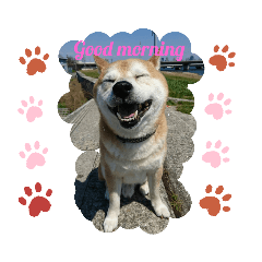 [LINEスタンプ] 主水 柴犬