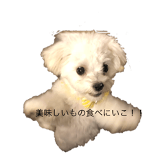 [LINEスタンプ] ここの日常◡̈⃝︎⋆︎*