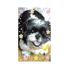 [LINEスタンプ] シーズーのシャオランくん❤
