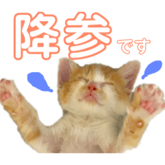 [LINEスタンプ] 磯ニャンズ2〜花たん〜