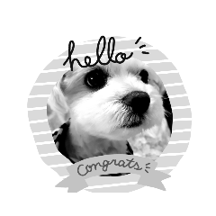 [LINEスタンプ] 毎日dog！