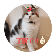 [LINEスタンプ] レオンスタンプ6