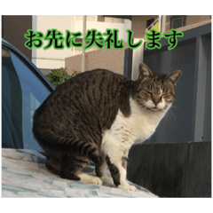 [LINEスタンプ] ワンにゃん:ゆるめのひと言 2
