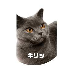 [LINEスタンプ] オレ、藍丸