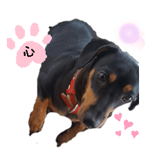 [LINEスタンプ] ここチャンスタンプ