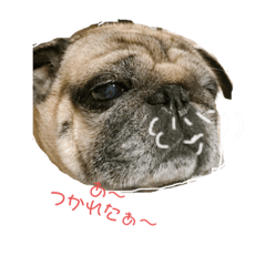 [LINEスタンプ] パグびん