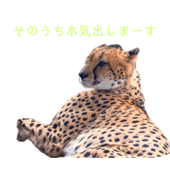 [LINEスタンプ] アニマル系