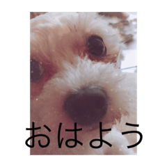 [LINEスタンプ] ラブ、ぶぅスタンプ3